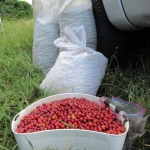 201912 picking2.jpg